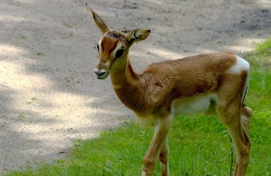 Mhorr-Gazelle Zoo Frankfurt am Main 2016