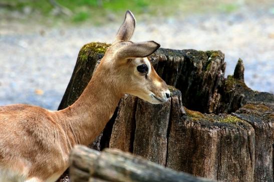 Mhorr-Gazelle Zoo Frankfurt am Main 2016