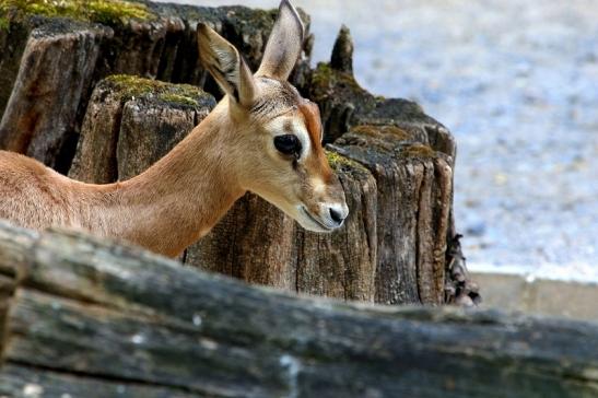 Mhorr-Gazelle Zoo Frankfurt am Main 2016