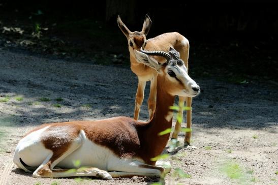 Mhorr-Gazelle Zoo Frankfurt am Main 2016