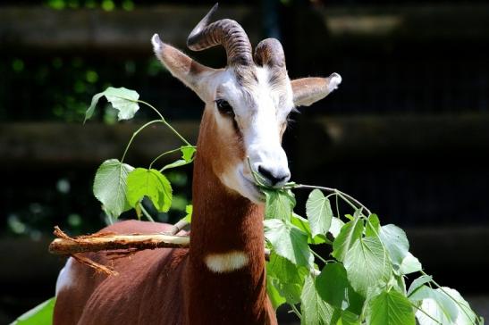 Mhorr-Gazelle Zoo Frankfurt am Main 2016