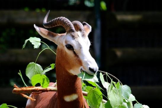 Mhorr-Gazelle Zoo Frankfurt am Main 2016