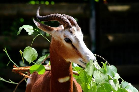 Mhorr-Gazelle Zoo Frankfurt am Main 2016