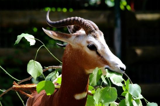 Mhorr-Gazelle Zoo Frankfurt am Main 2016