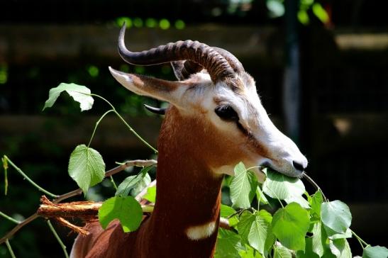 Mhorr-Gazelle Zoo Frankfurt am Main 2016