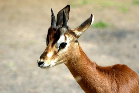 Mhorr-Gazelle Zoo Frankfurt am Main 2017