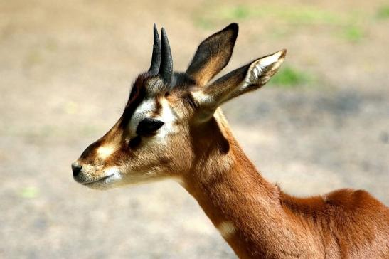 Mhorr-Gazelle Zoo Frankfurt am Main 2017