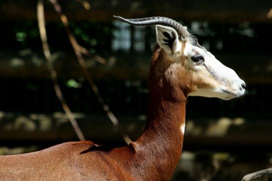 Mhorr-Gazelle Zoo Frankfurt am Main 2017