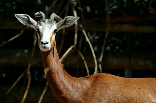 Mhorr-Gazelle Zoo Frankfurt am Main 2017