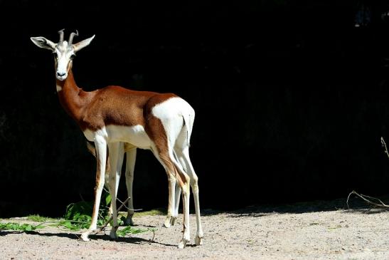 Mhorr-Gazelle Zoo Frankfurt am Main 2017