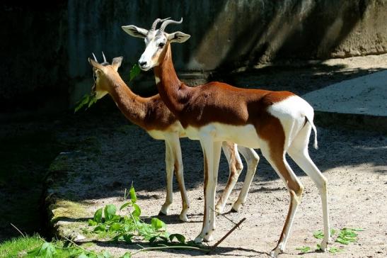 Mhorr-Gazelle Zoo Frankfurt am Main 2017