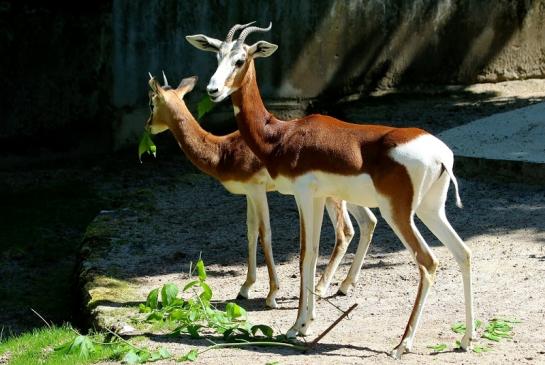 Mhorr-Gazelle Zoo Frankfurt am Main 2017