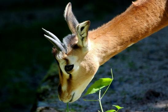 Mhorr-Gazelle Zoo Frankfurt am Main 2017