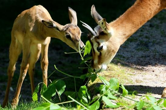 Mhorr-Gazelle Zoo Frankfurt am Main 2017