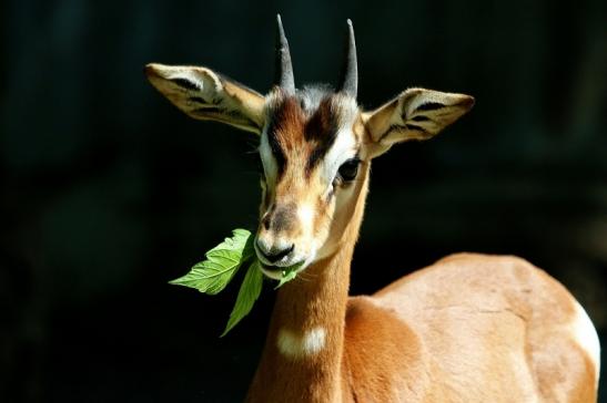 Mhorr-Gazelle Zoo Frankfurt am Main 2017