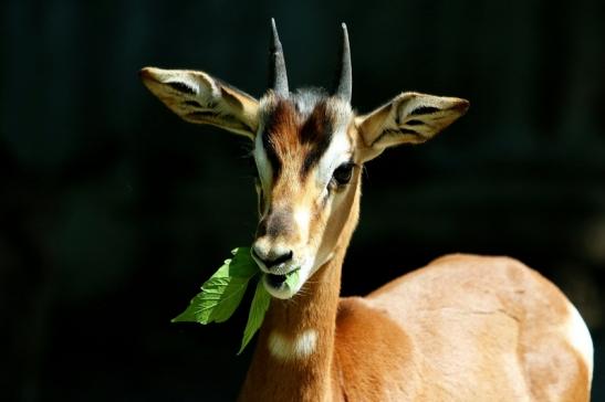 Mhorr-Gazelle Zoo Frankfurt am Main 2017