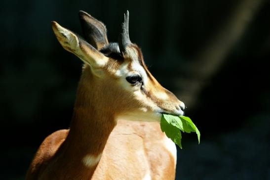 Mhorr-Gazelle Zoo Frankfurt am Main 2017