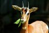 Mhorr Gazelle Jungtier  Zoo Frankfurt am Main