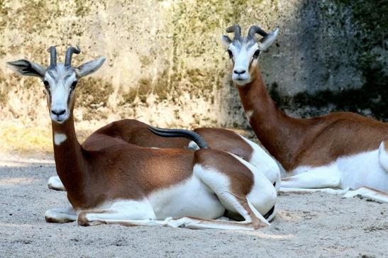 Mhorr-Gazelle Zoo Frankfurt am Main 2018 