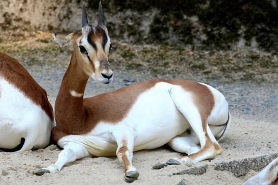 Mhorr-Gazelle Zoo Frankfurt am Main 2018 