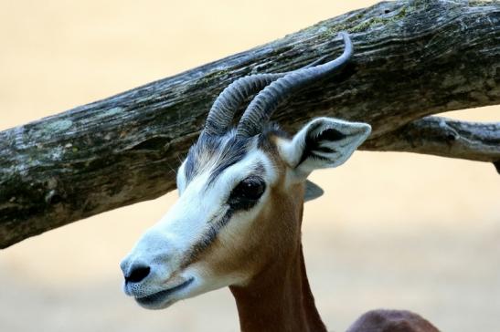 Mhorr-Gazelle Zoo Frankfurt am Main 2018 
