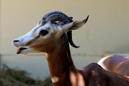 Mhorr-Gazelle Zoo Frankfurt am Main 2018 