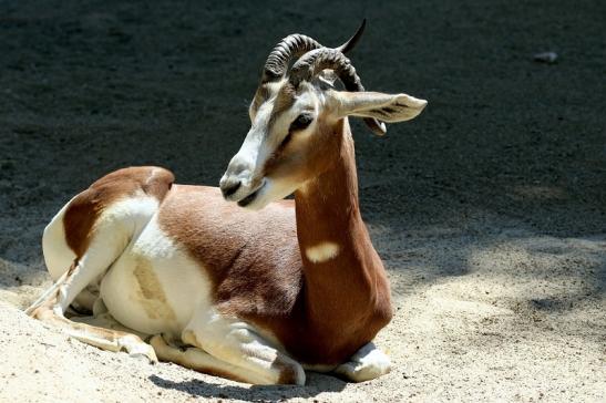 Mhorr-Gazelle Zoo Frankfurt am Main 2018 