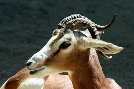 Mhorr-Gazelle Zoo Frankfurt am Main 2018 