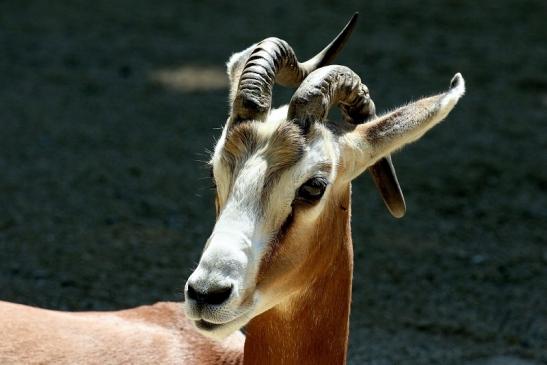 Mhorr-Gazelle Zoo Frankfurt am Main 2018 