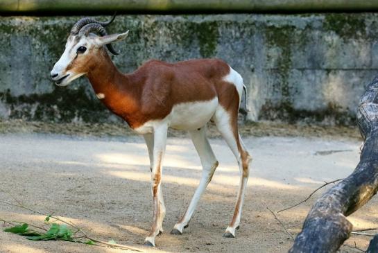 Mhorr-Gazelle Zoo Frankfurt am Main 2018 