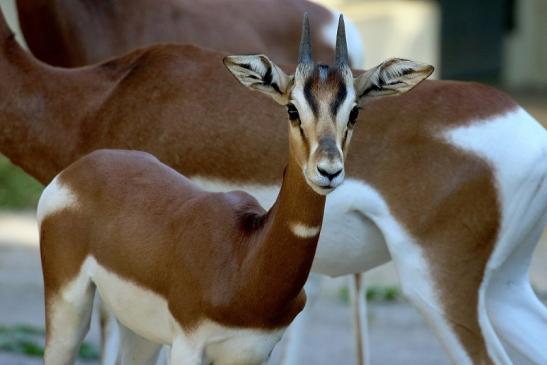 Mhorr-Gazelle Zoo Frankfurt am Main 2018 