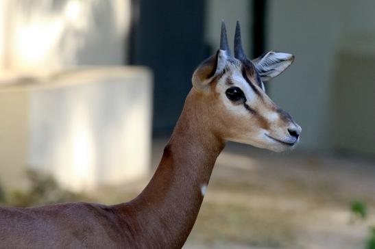 Mhorr-Gazelle Zoo Frankfurt am Main 2018 