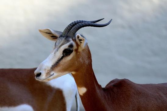 Mhorr-Gazelle Zoo Frankfurt am Main 2018 