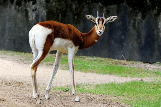 Mhorr-Gazelle Zoo Frankfurt am Main 2018 