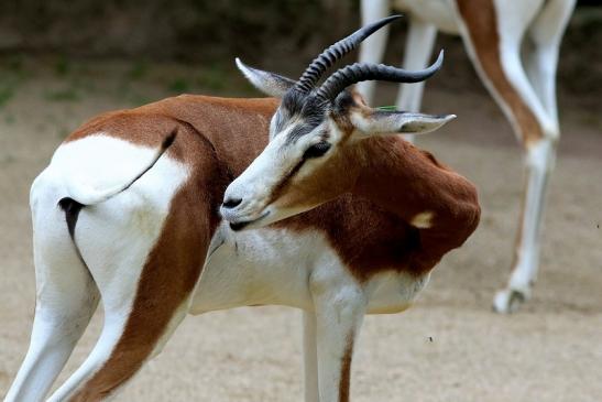 Mhorr-Gazelle Zoo Frankfurt am Main 2018 