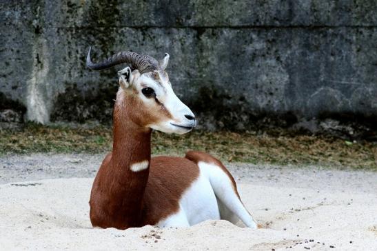 Mhorr-Gazelle Zoo Frankfurt am Main 2018 