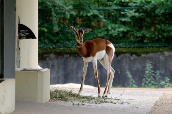 Mhorr-Gazelle Zoo Frankfurt am Main 2018 