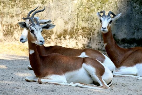 Mhorr-Gazelle Zoo Frankfurt am Main 2018 