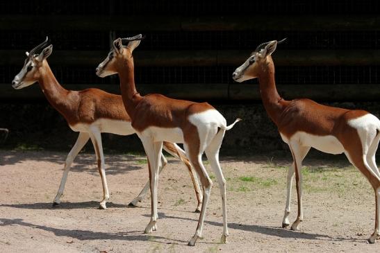 Mhorr-Gazelle Zoo Frankfurt am Main 2014