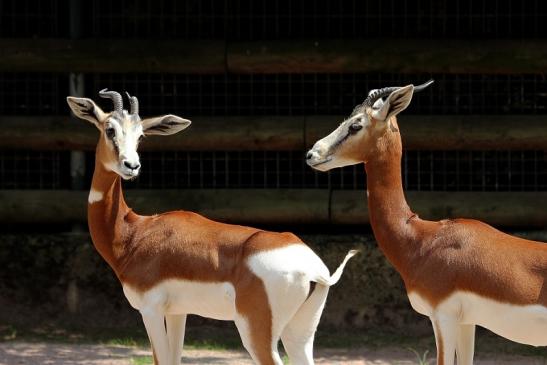 Mhorr-Gazelle Zoo Frankfurt am Main 2014