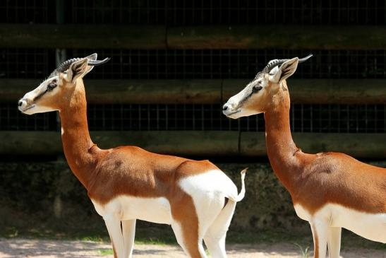 Mhorr-Gazelle Zoo Frankfurt am Main 2014