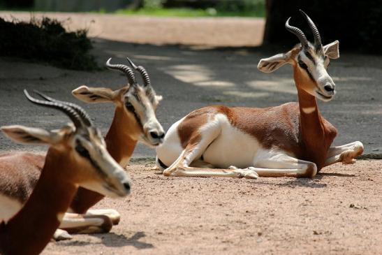 Mhorr-Gazelle Zoo Frankfurt am Main 2014