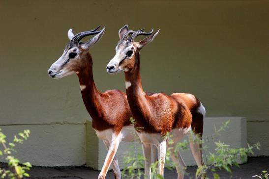 Mhorr-Gazelle Zoo Frankfurt am Main 2014