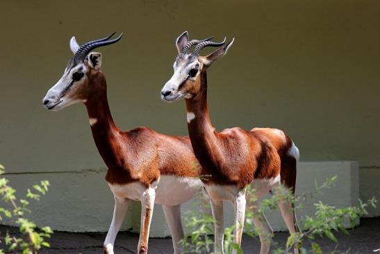 Mhorr-Gazelle Zoo Frankfurt am Main 2014