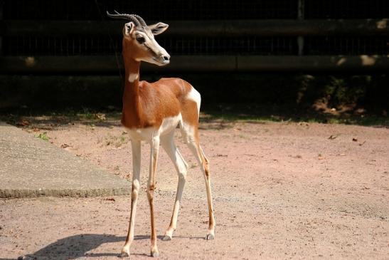 Mhorr-Gazelle Zoo Frankfurt am Main 2014