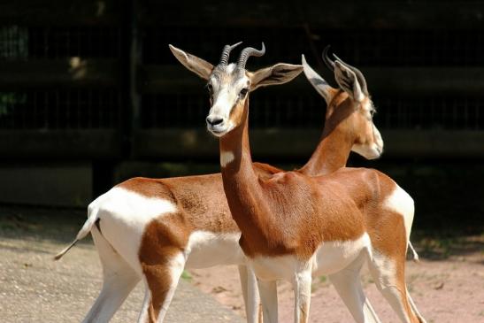 Mhorr-Gazelle Zoo Frankfurt am Main 2014