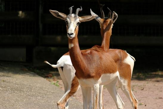 Mhorr-Gazelle Zoo Frankfurt am Main 2014