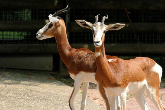 Mhorr-Gazelle Zoo Frankfurt am Main 2014