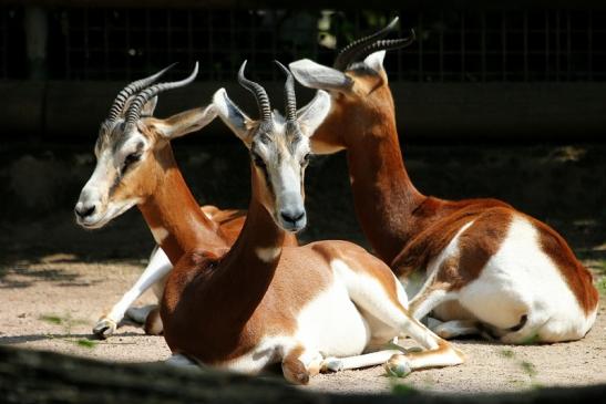 Mhorr-Gazelle Zoo Frankfurt am Main 2014