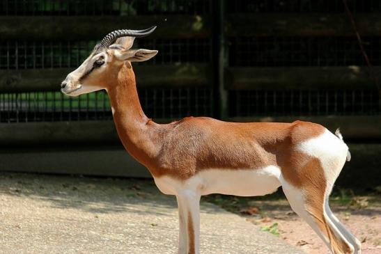 Mhorr-Gazelle Zoo Frankfurt am Main 2014